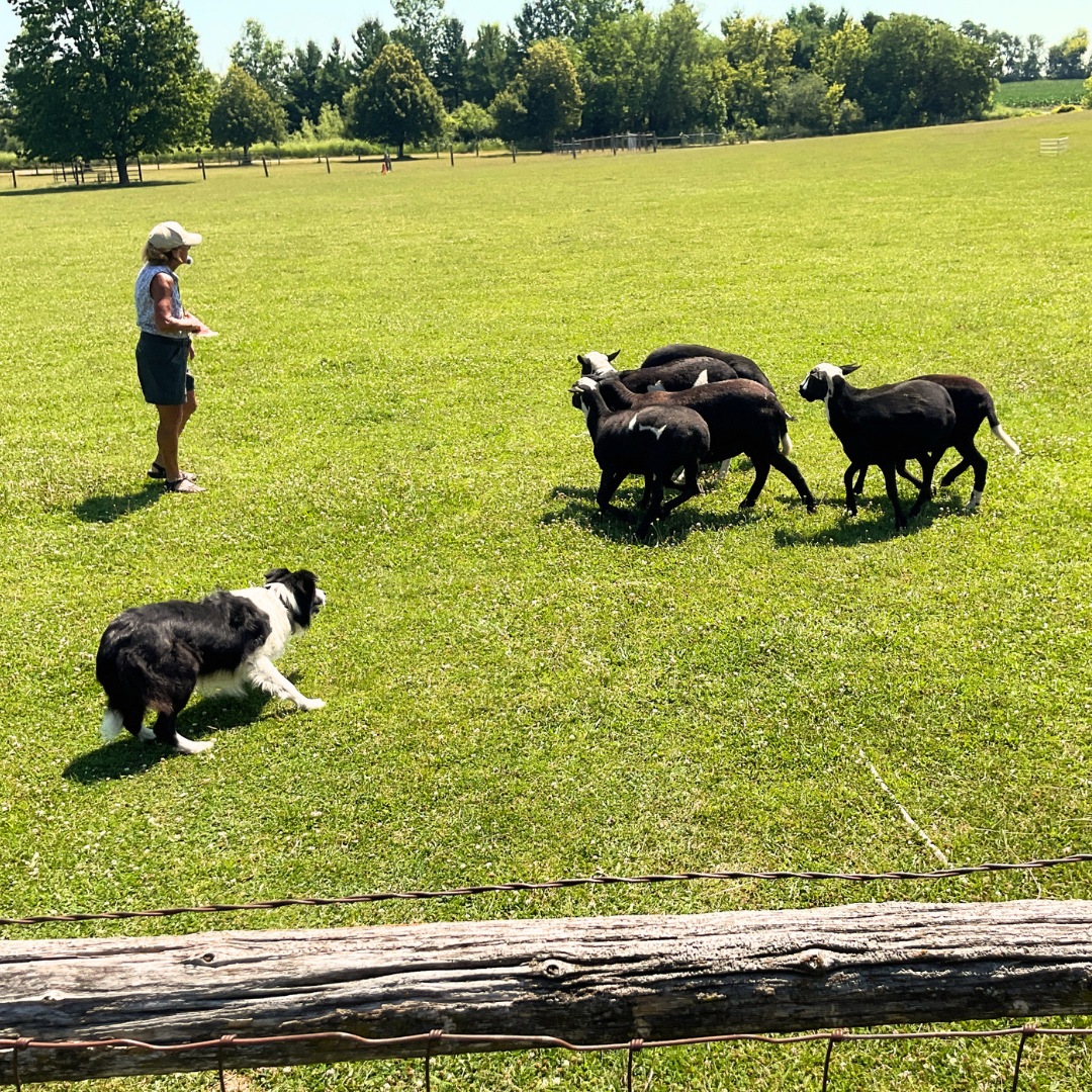 Sheep herding demonstrations